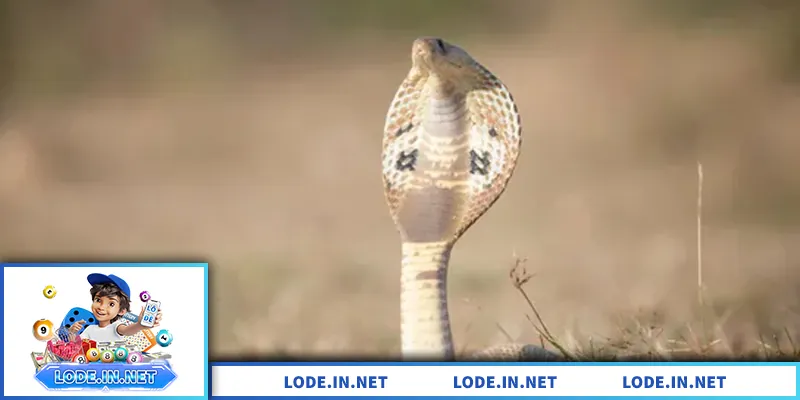 Giải mã mơ thấy rắn, ý nghĩa tâm linh và con số liên quan