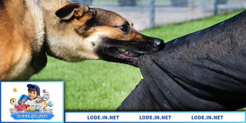 Mơ thấy chó cắn: Giải mã điềm báo và con số